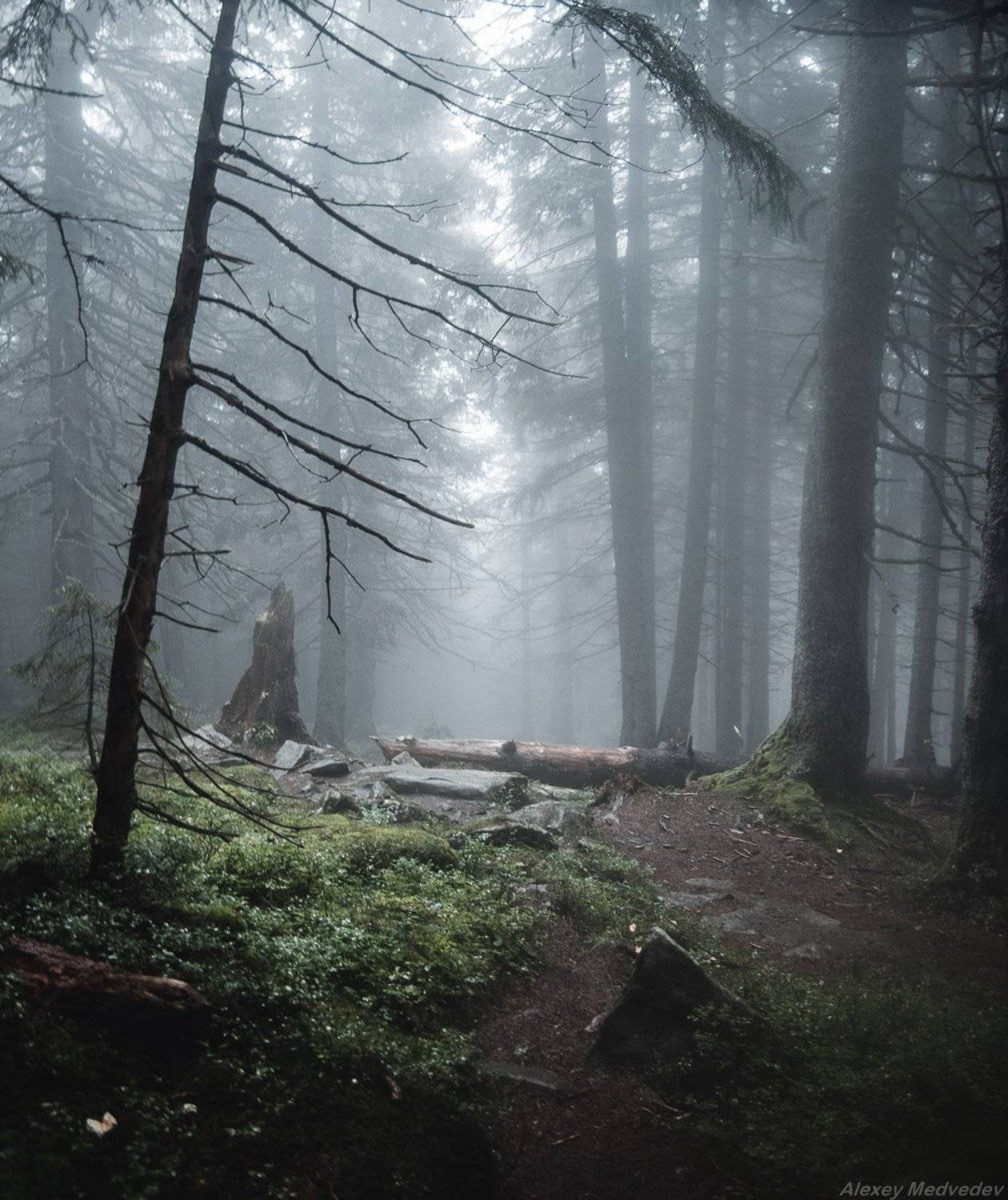Карпаты, Украина, Алексей Медведев