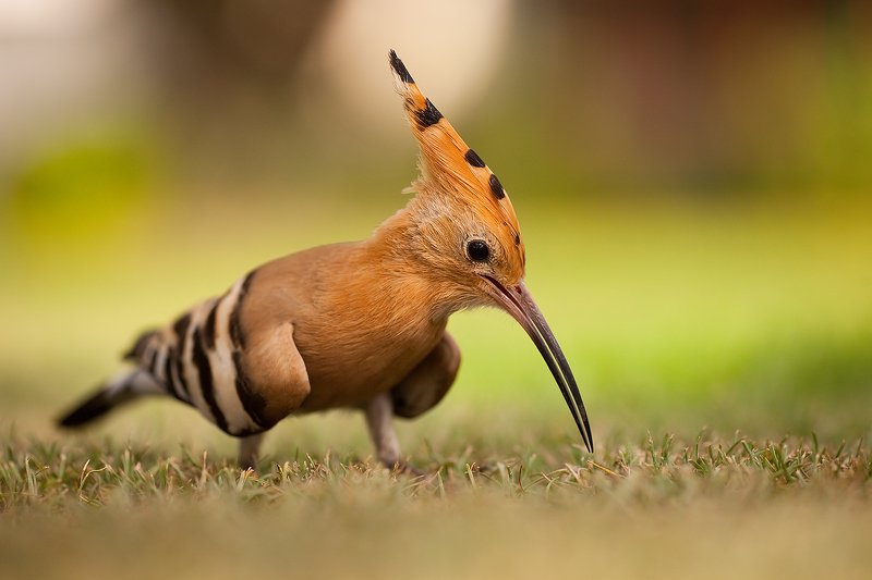 Hoopoe фото превью