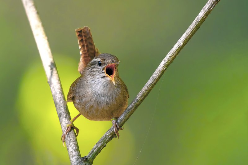 Wren фото превью