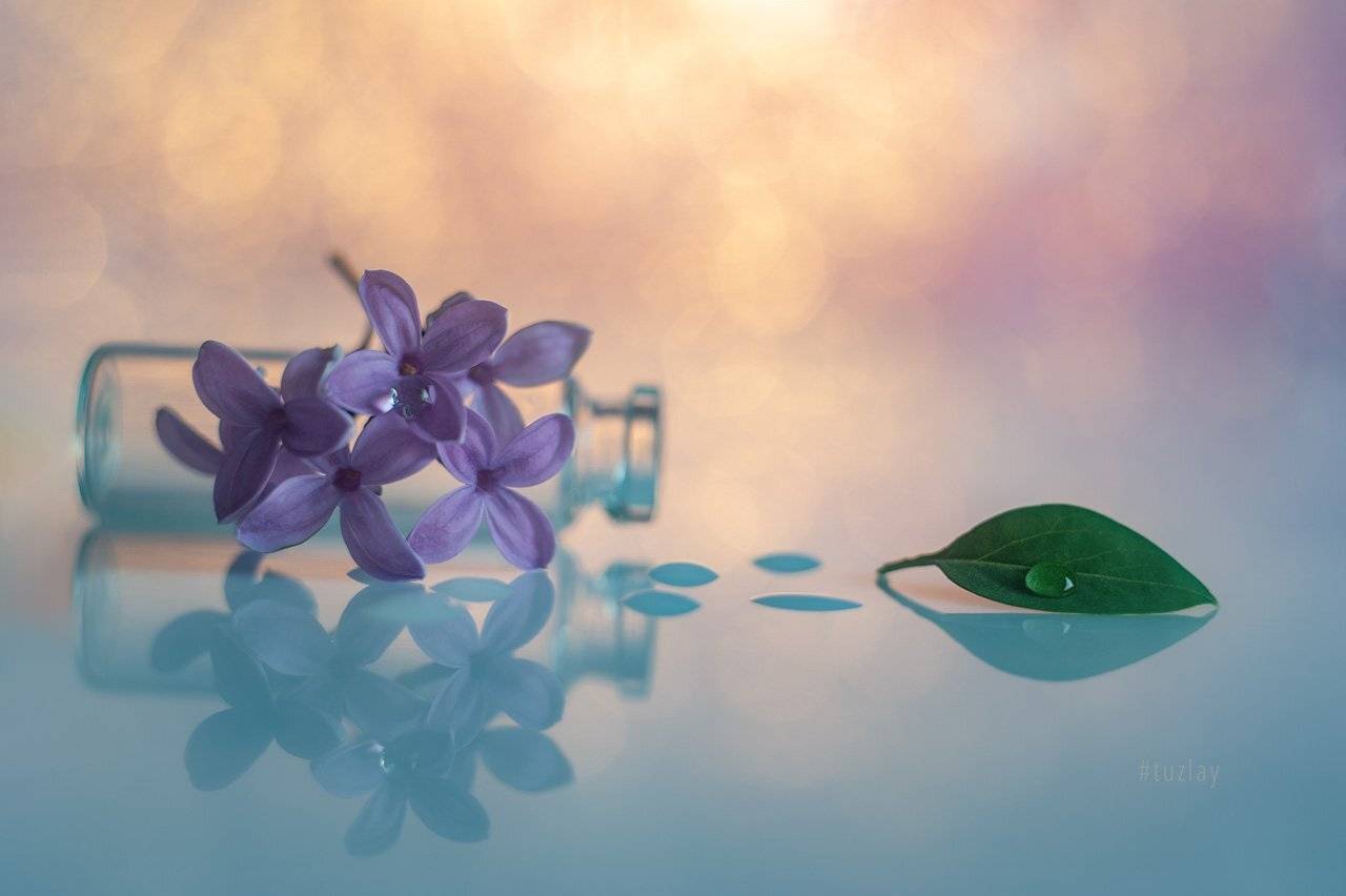 сирень, боке, гелиос 44, Владимир Тузлай