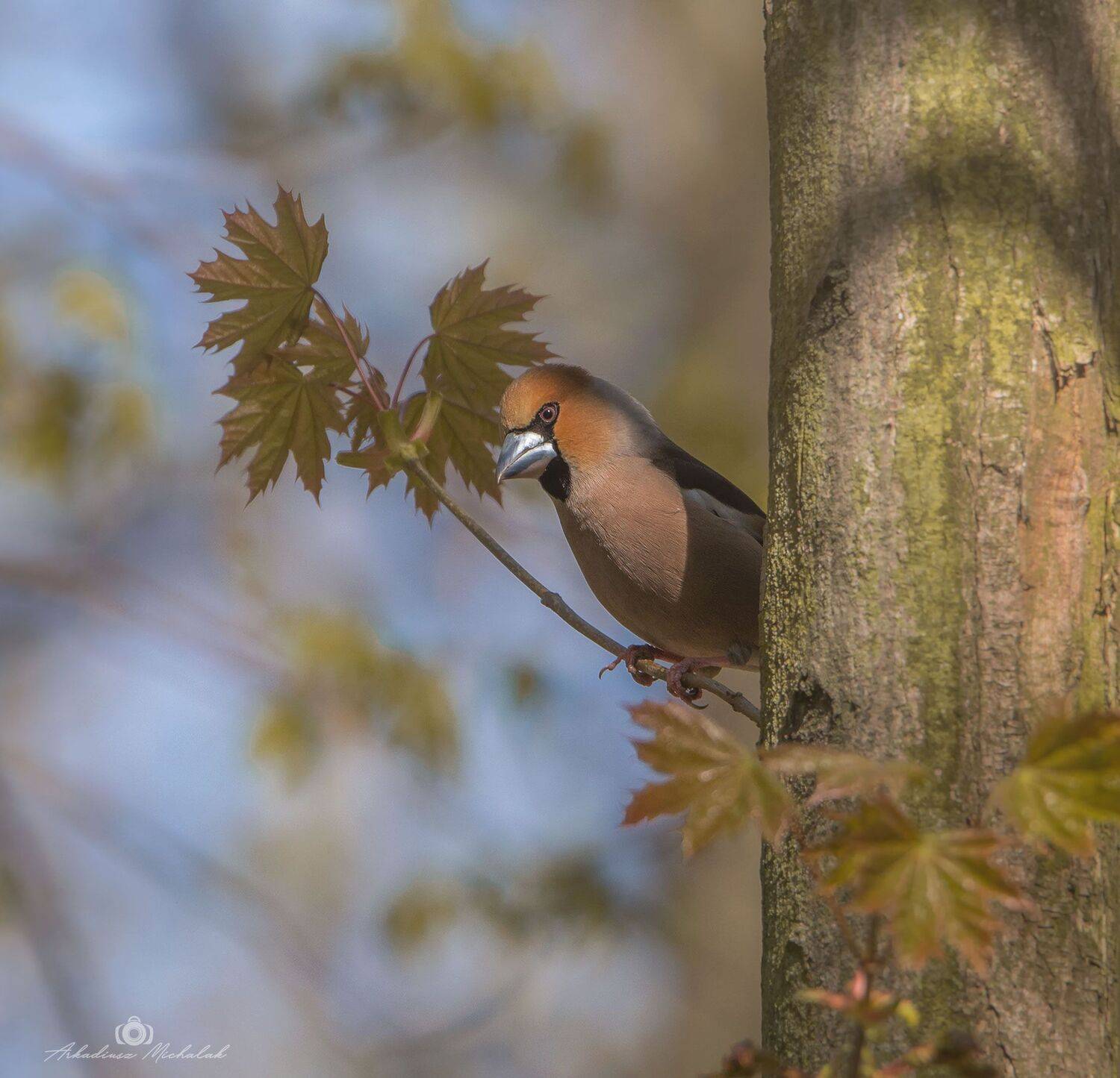 , Arkadiusz Michalak