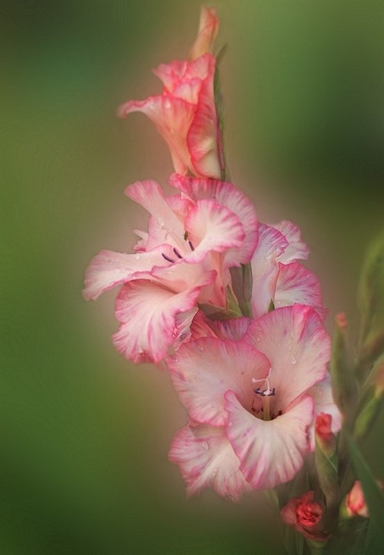 Гладиолусы фото превью