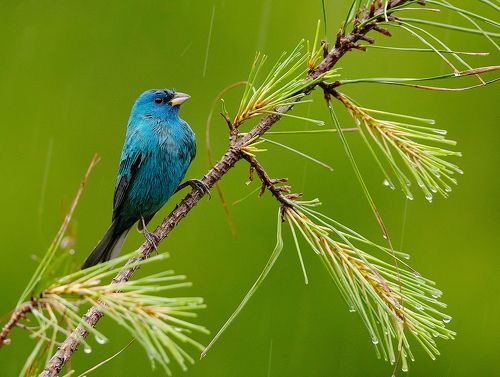 Индиговый овсянковый кардинал - Indigo Bunting