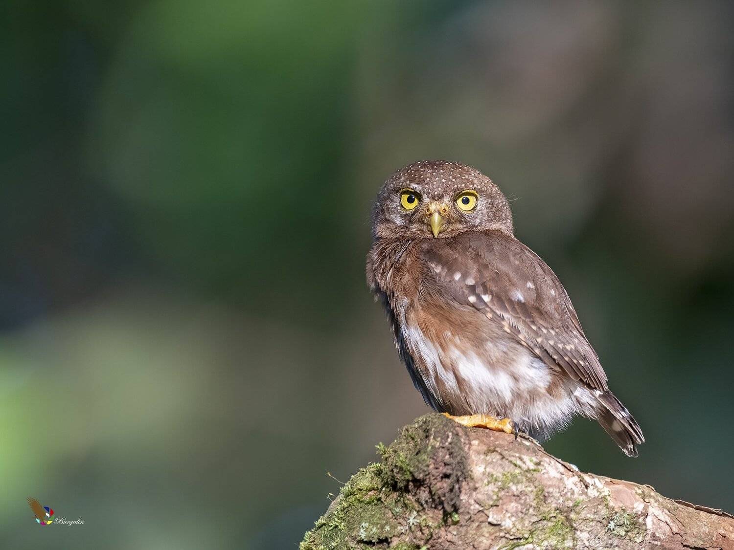 , Fernando Burgalin Sequeira