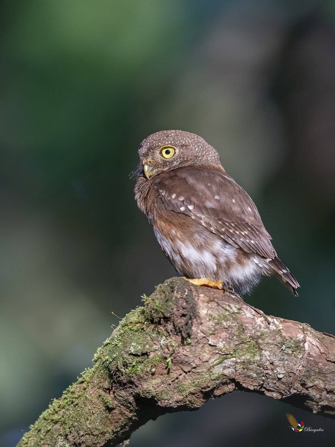 , Fernando Burgalin Sequeira