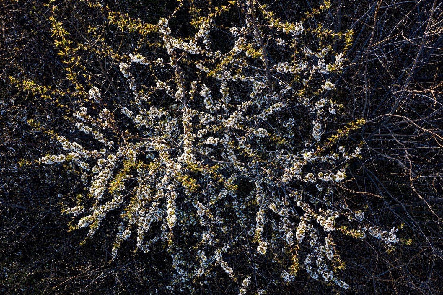 #nature #aerial #forest #green #romania #springtime #blossom #cheryflower #flower, Gheorghe Popa