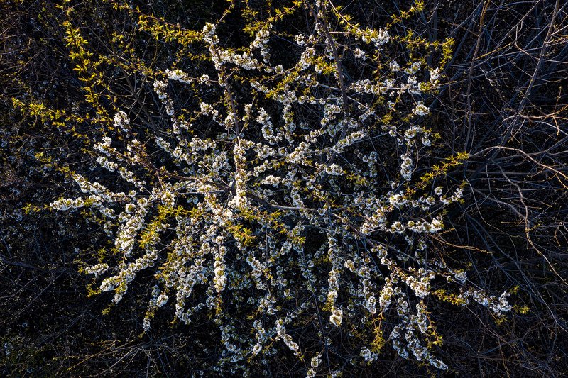 #nature #aerial #forest #green #romania #springtime #blossom #cheryflower #flower Blossom Beauty фото превью
