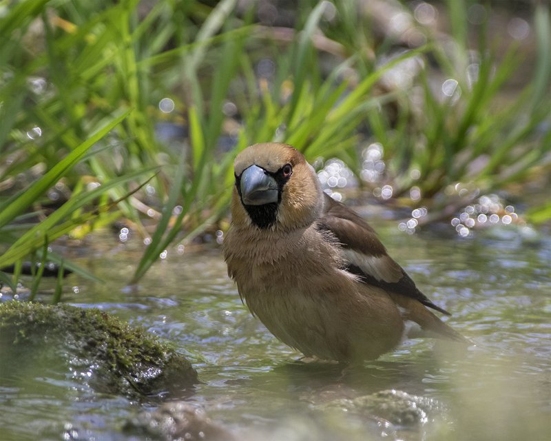 Дубонос фото превью