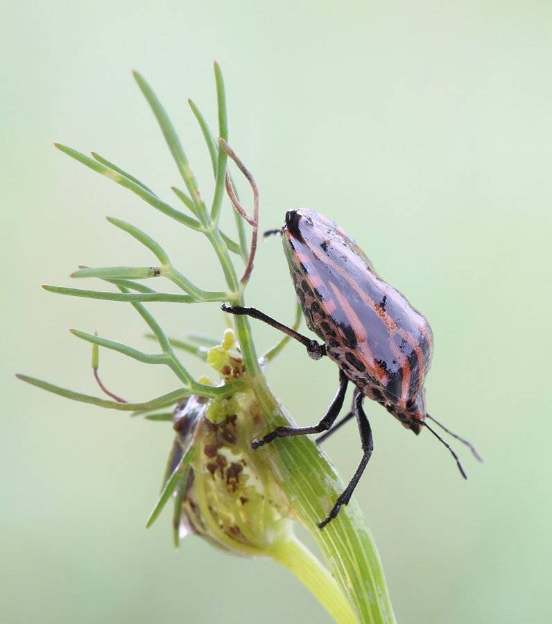 , Сергей Таланов