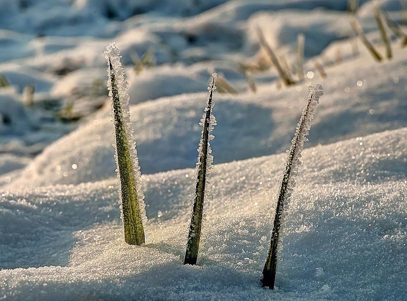 ...зима... фото превью