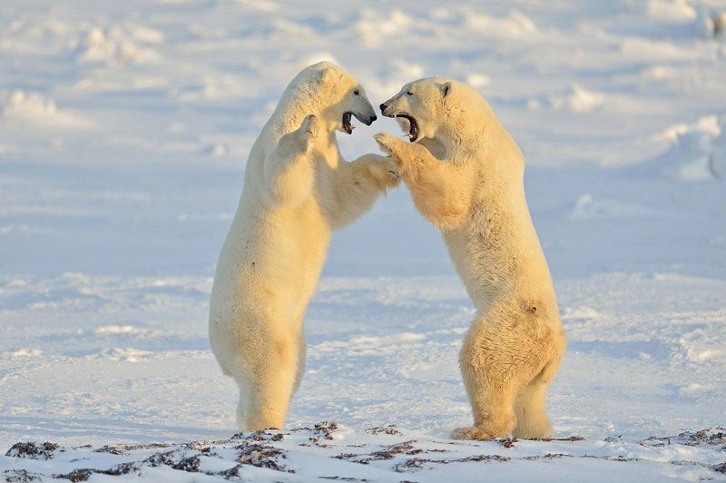 Зимние разборки фото превью