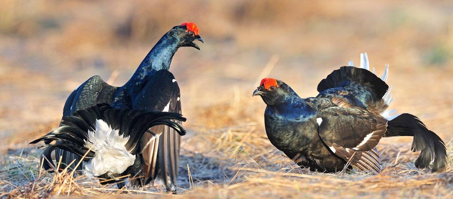 , Алексей Тищенко