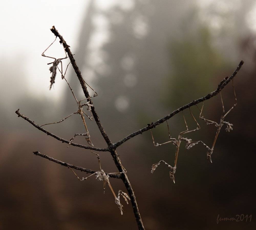 , Игорь ФУММ