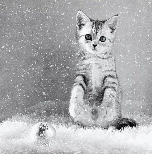 Tombe La Neige