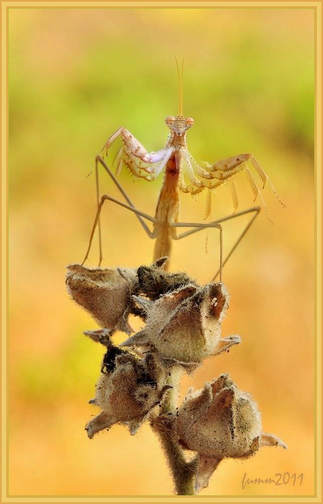 , Игорь ФУММ