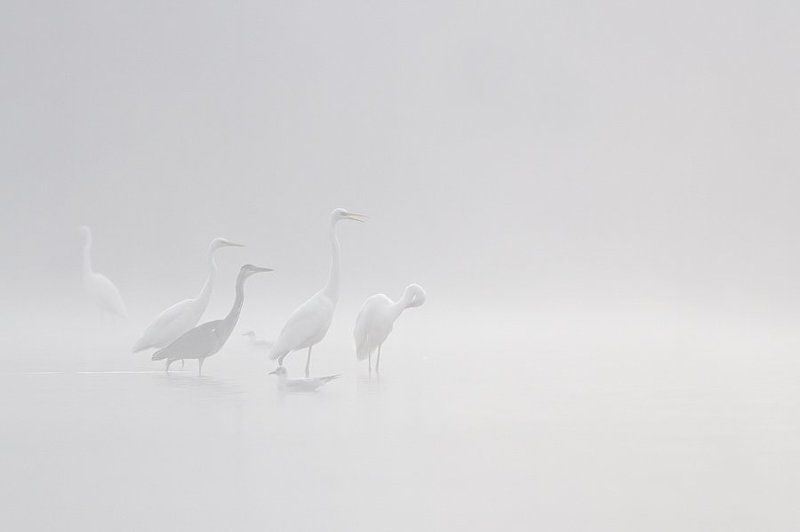 Mist фото превью