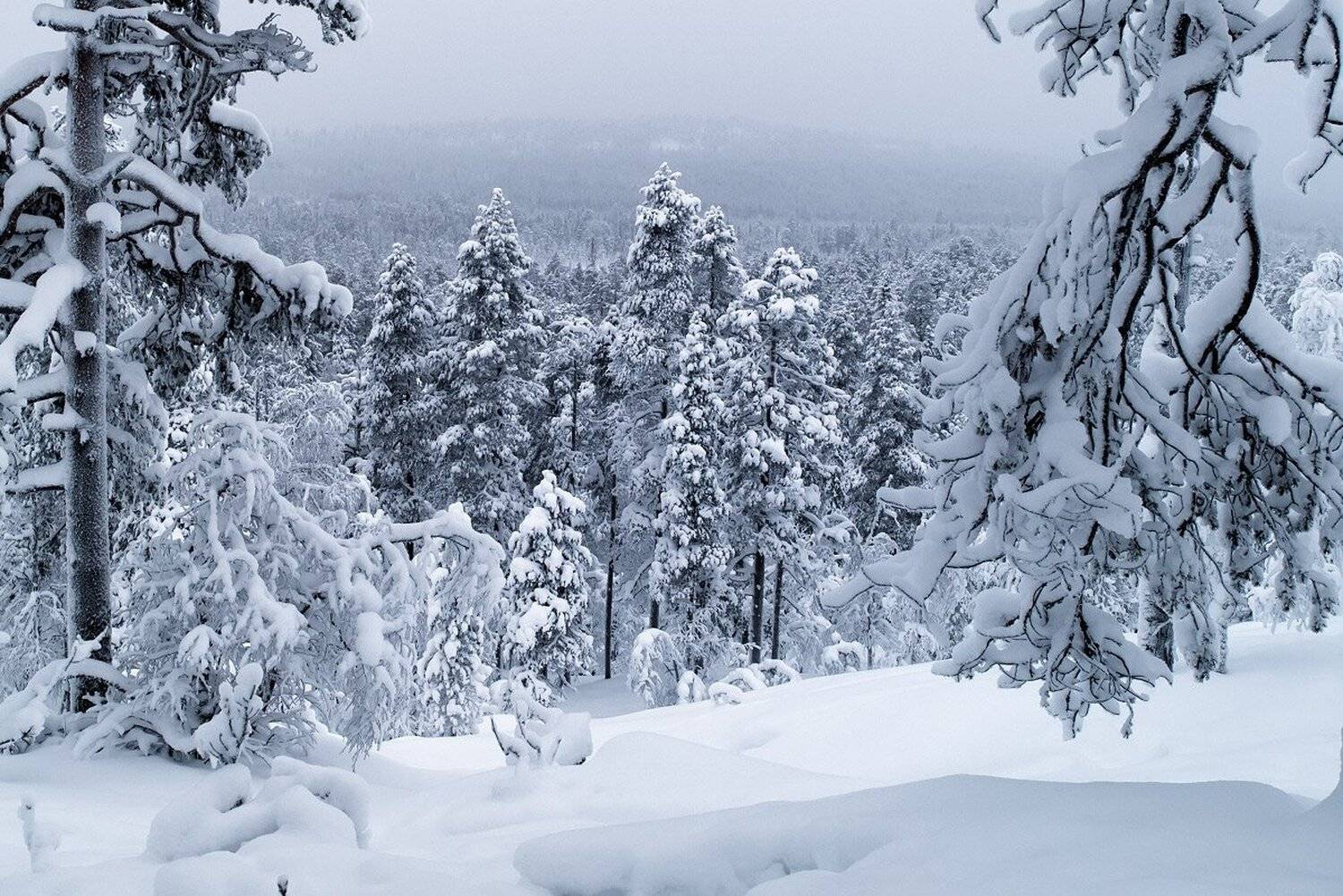 , Максим Евдокимов