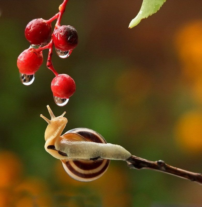 НЕИЗВЕДАННЫЙ МИР фото превью