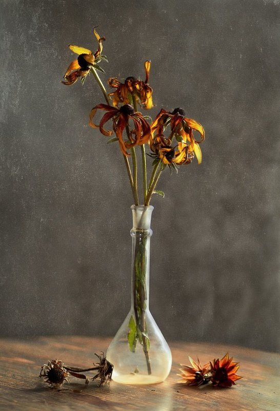 Сухоцвет. фото превью