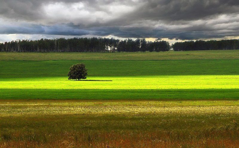 Одинокое дерево... фото превью