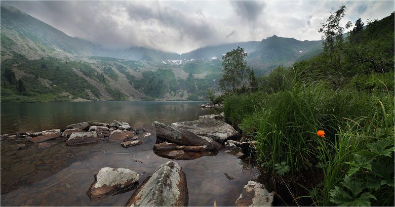 цветочек аленький фото превью