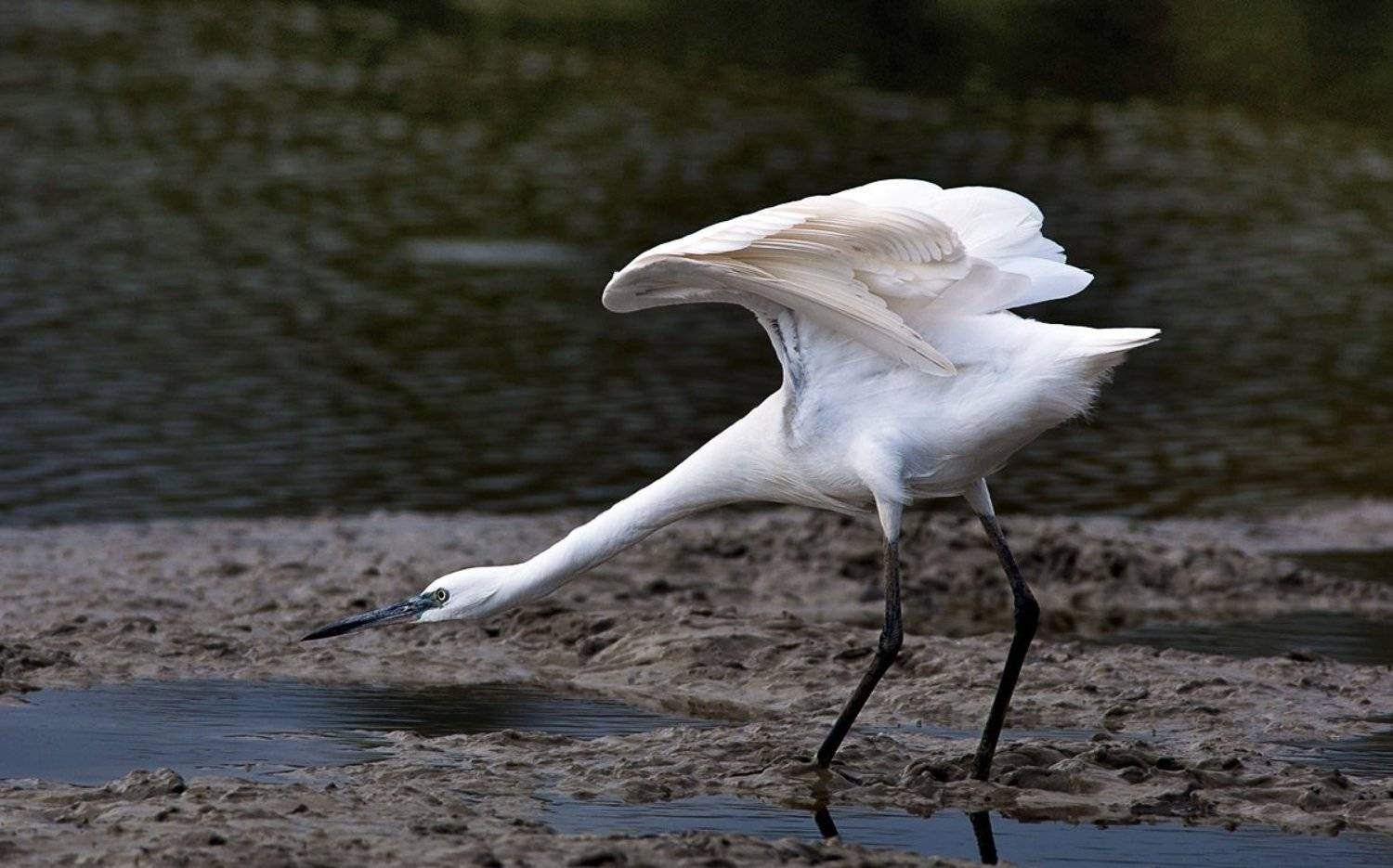 малая, белая, цапля, Наум Пятов