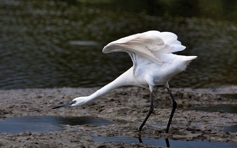 малая, белая, цапля Снайпер фото превью