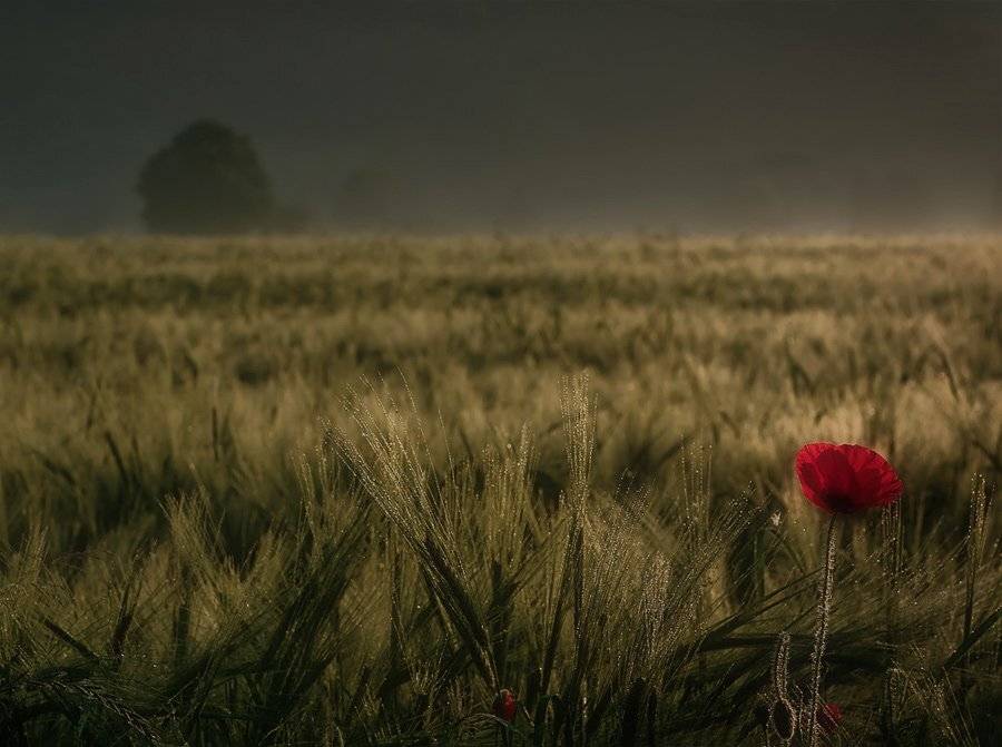 , Waldemar Wienchol