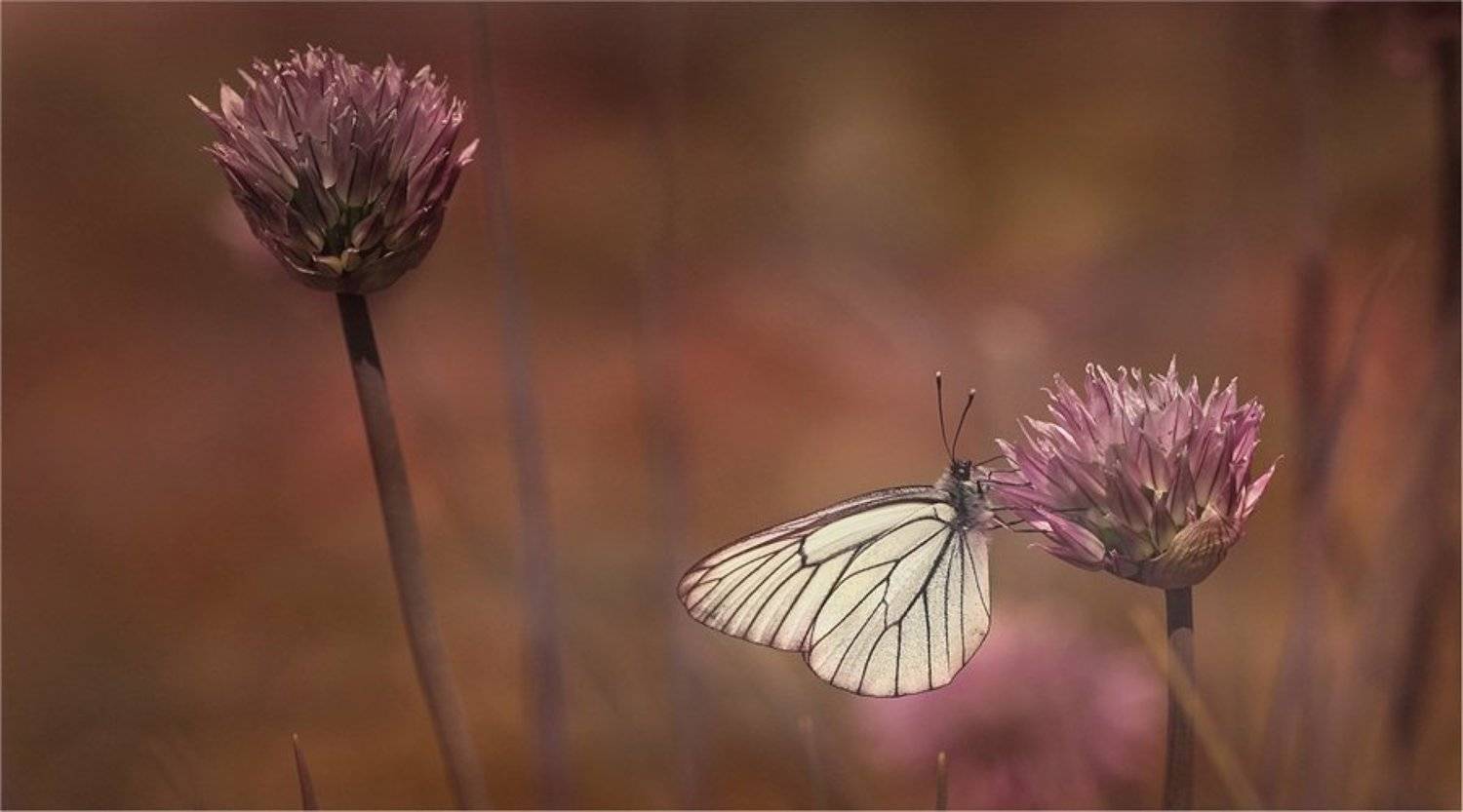 , Дмитрий Алексеев