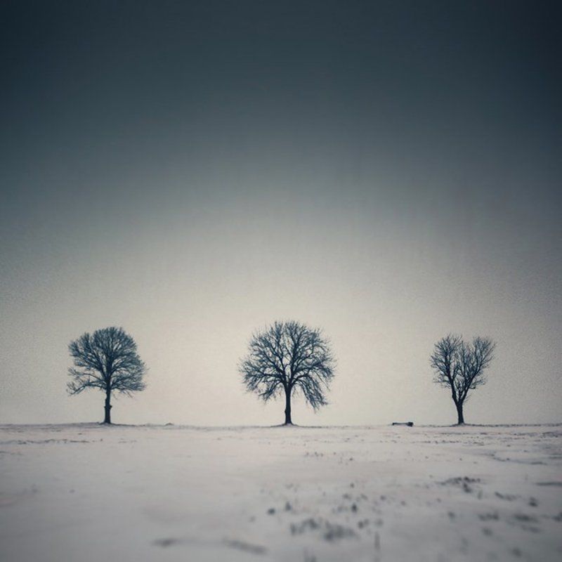 Trio фото превью