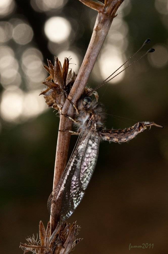 , Игорь ФУММ