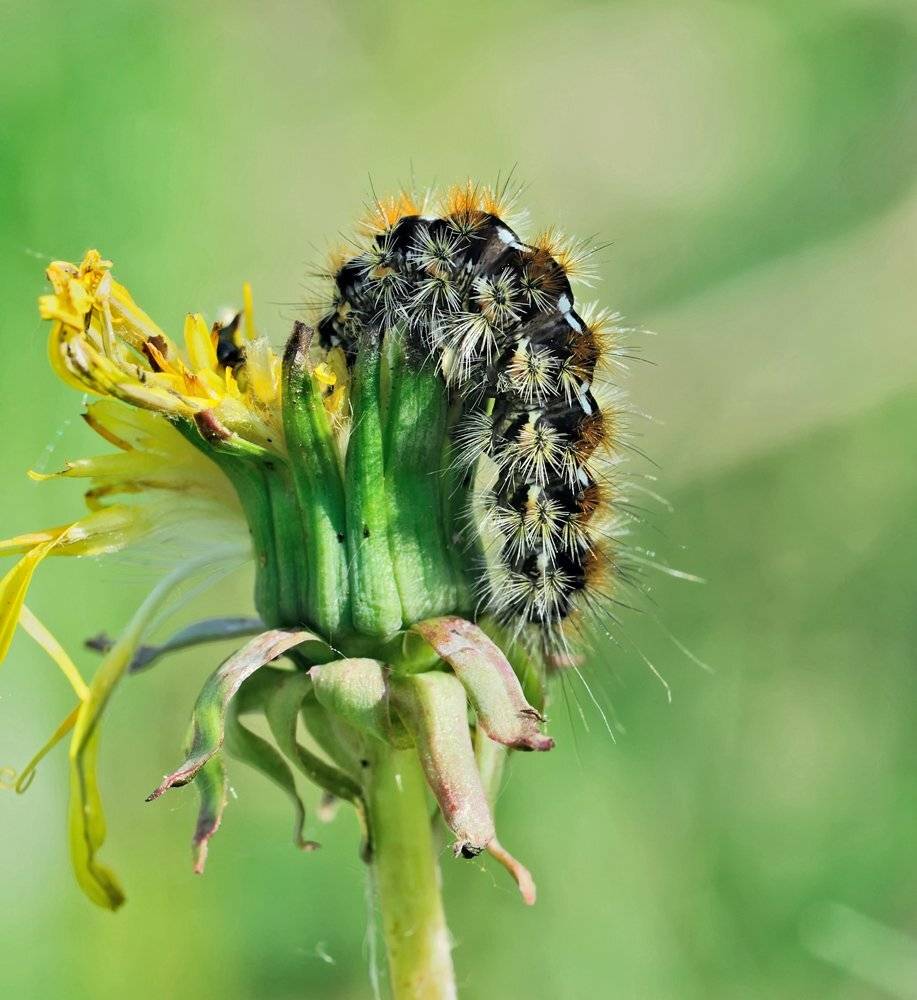 macro, closeup, insect, макро, насекомые, gnilenkov, Alexey Gnilenkov