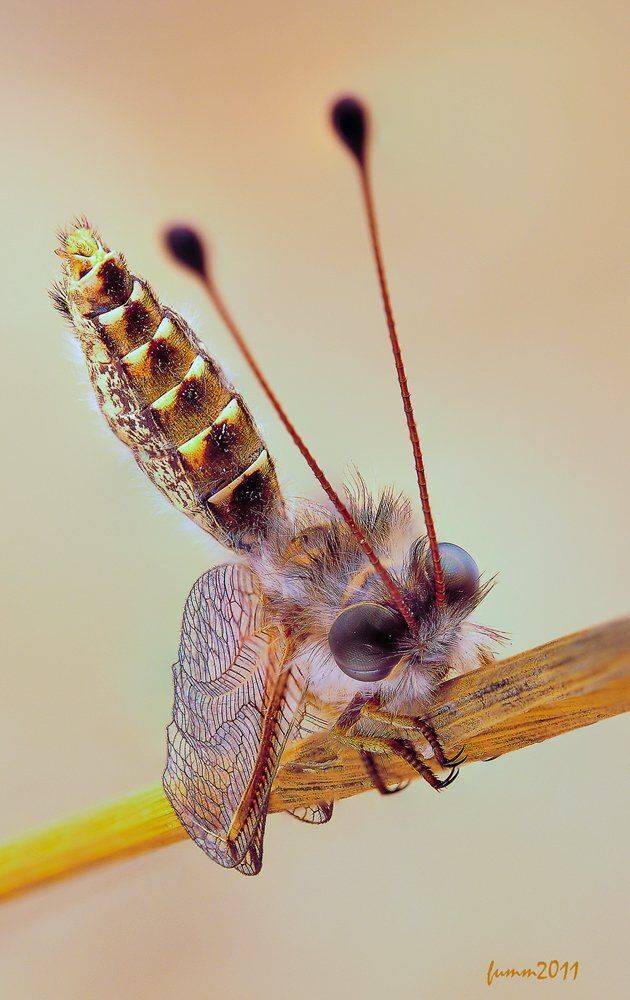 , Игорь ФУММ