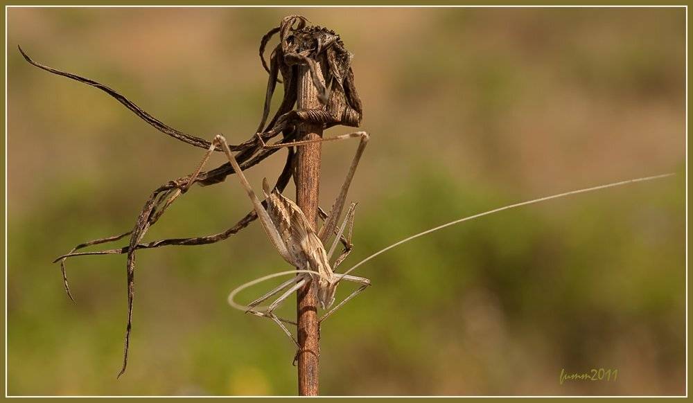 , Игорь ФУММ