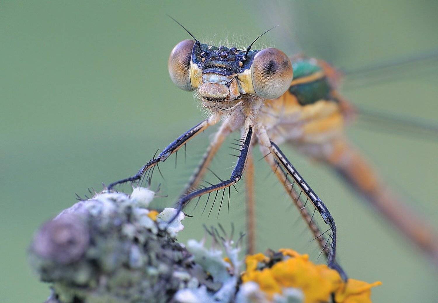 , Кузнецов Дмитрий