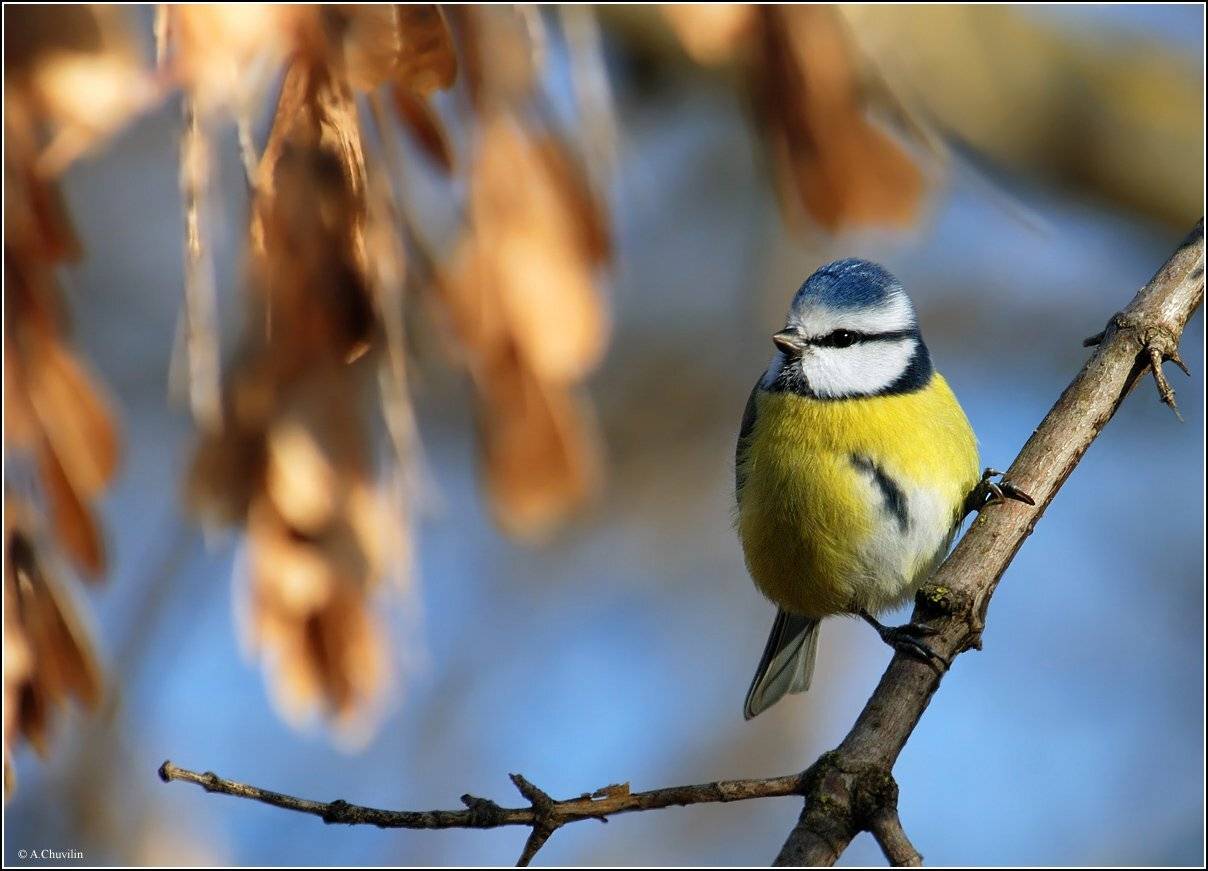 лазоревка,синица,клён,ноябрь, Александр Чувилин