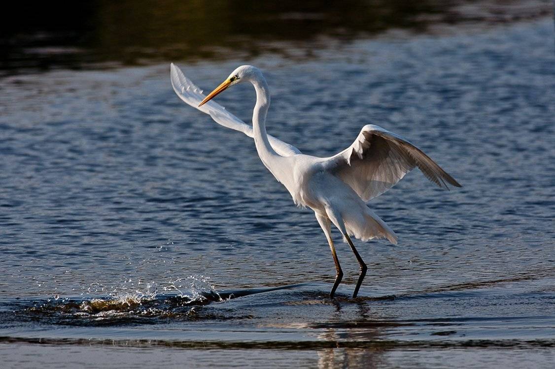 большая, белая, цапля, Наум Пятов
