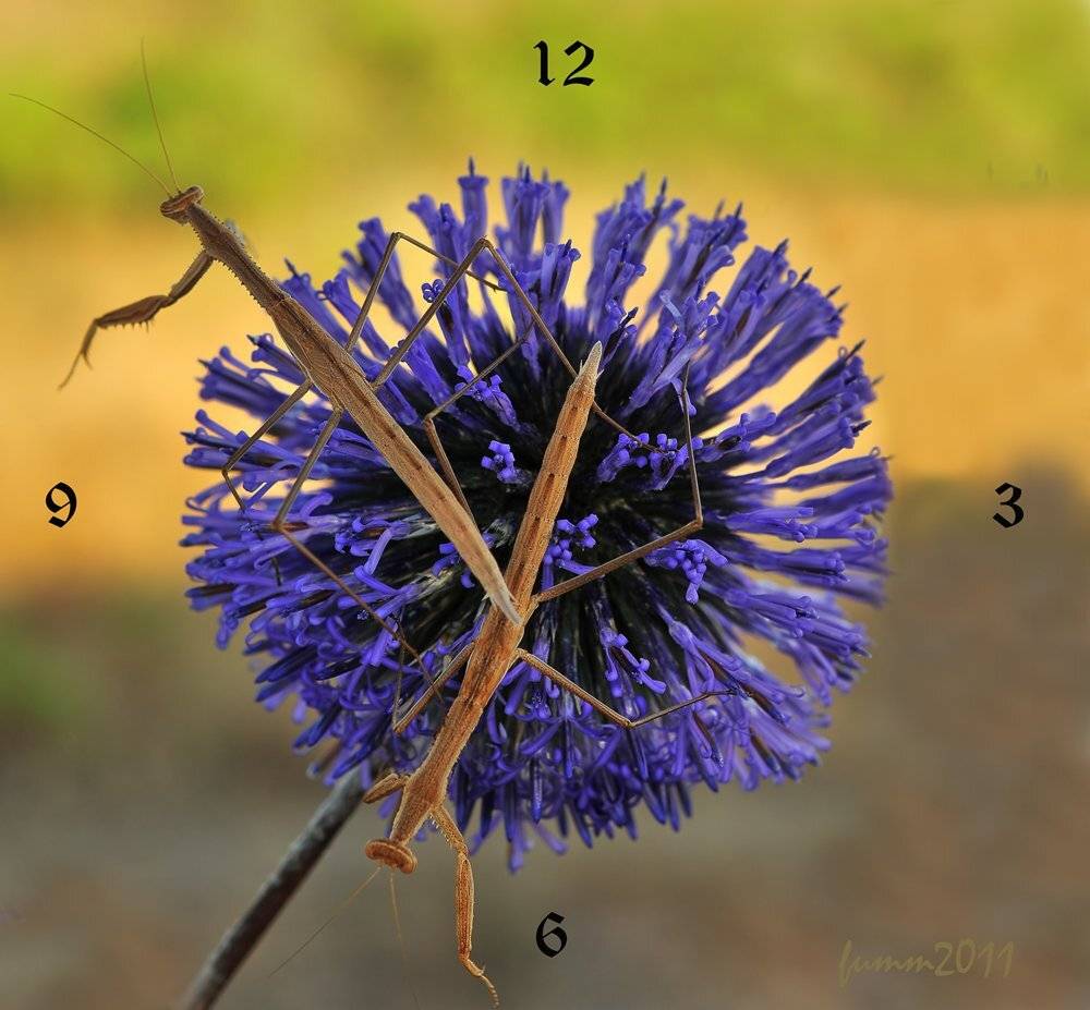 , Игорь ФУММ