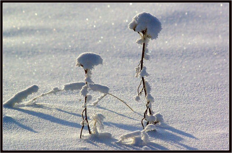 травинки, зима В зимних нарядах фото превью