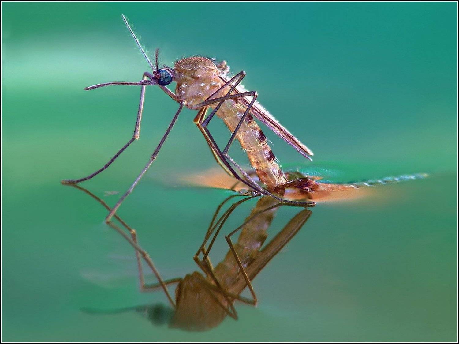 , Петров Геннадий