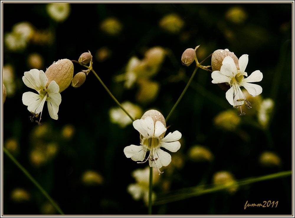 , Игорь ФУММ