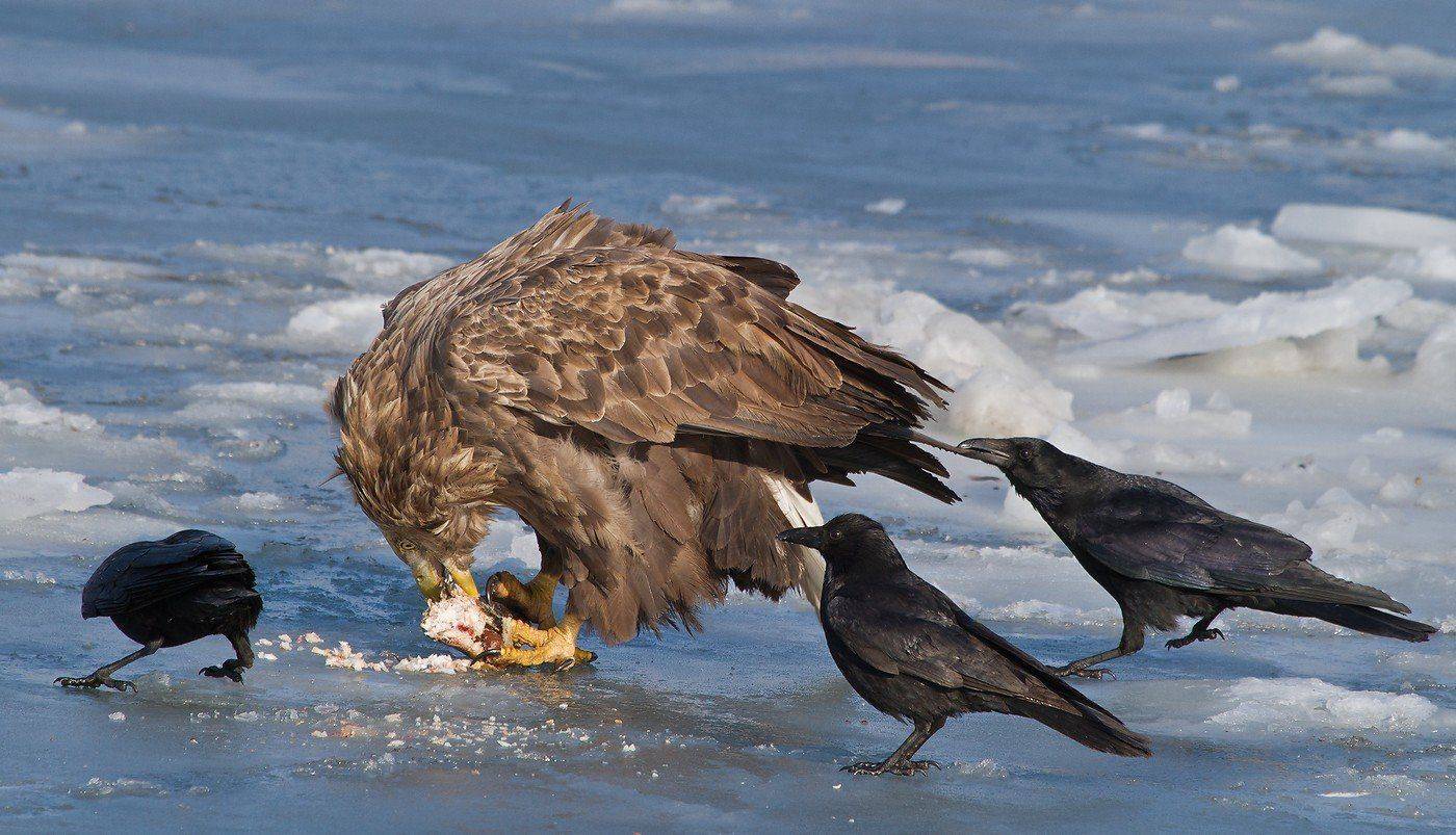 орлан, белохвостый, ворона, черная, Евгений Слободской