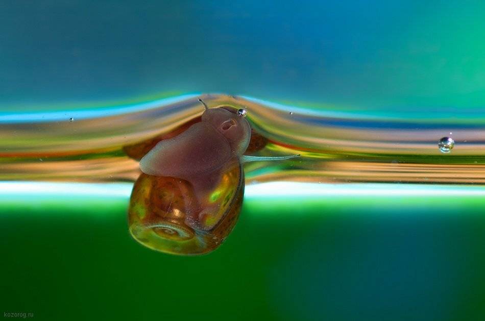 , Ирина Козорог