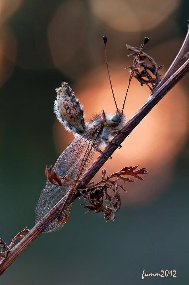 , Игорь ФУММ