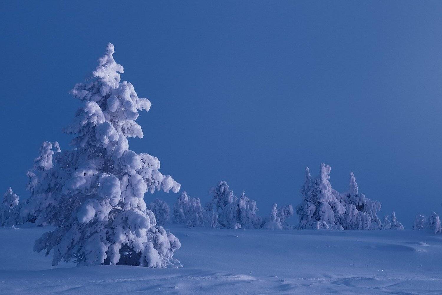 , Максим Евдокимов