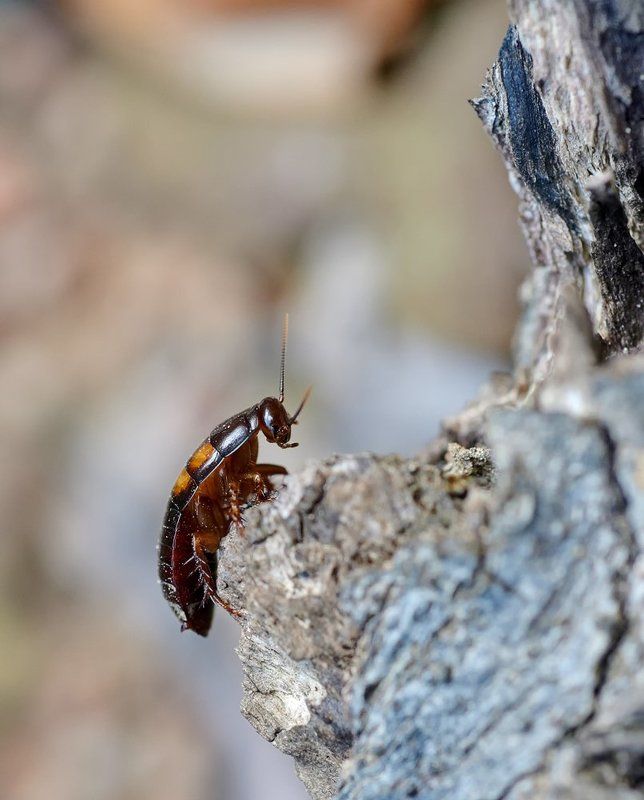 macro, closeup, insect, макро, насекомые, gnilenkov Скалолаз... фото превью
