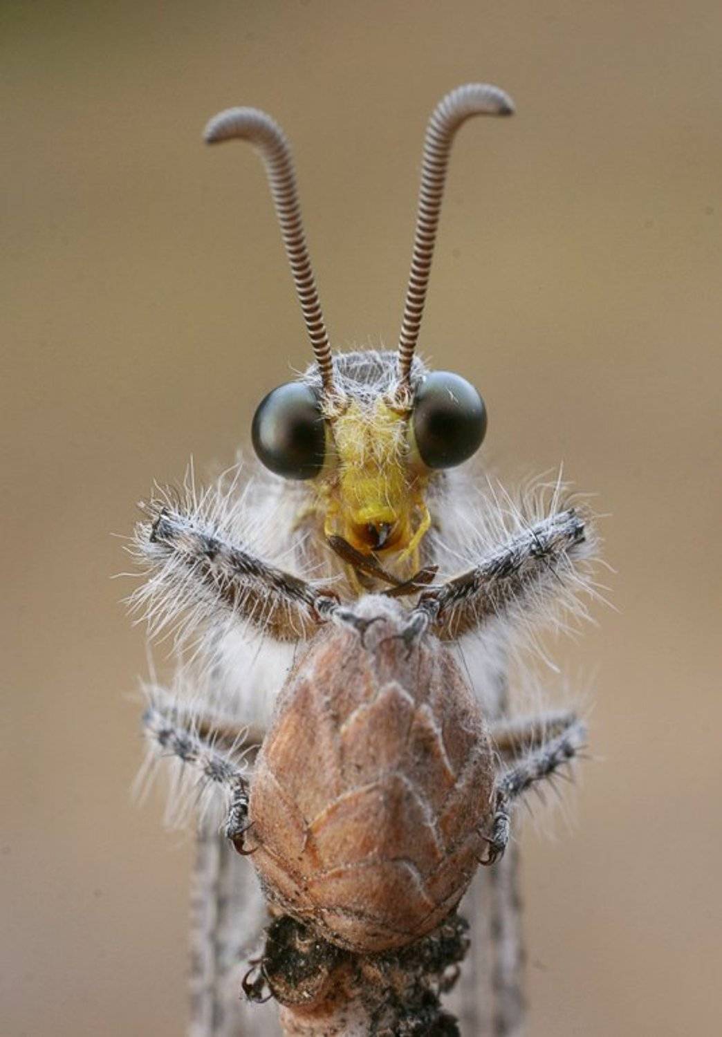 , Станислав Шинкаренко