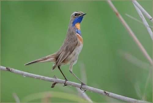 Стой, кто идёт?