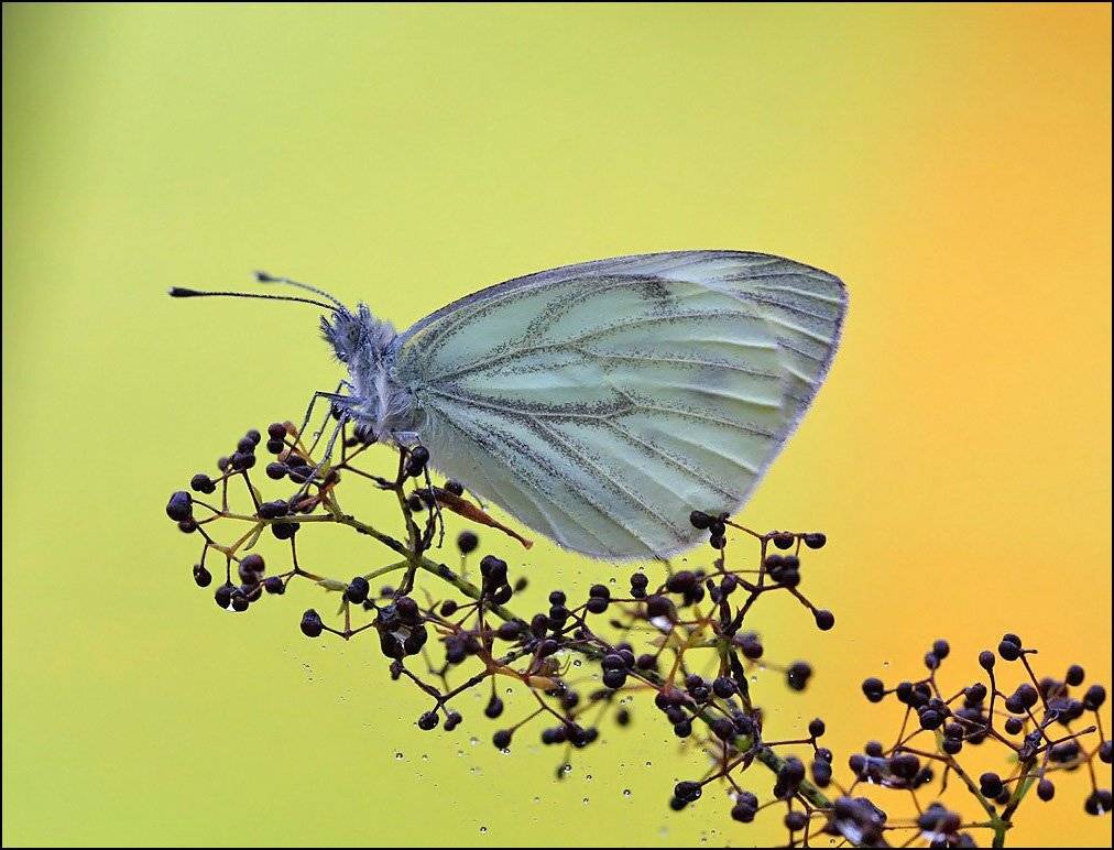 бабочка,макро,насекомые,, Андрей Корочкин