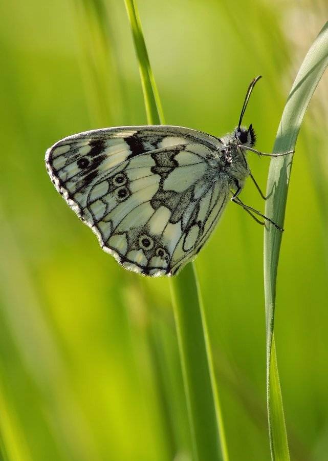 пестроглазка, галатея, Чепленко Алексей